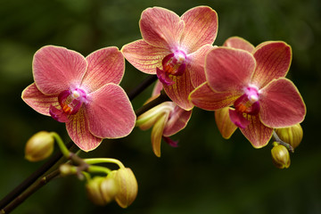 Fototapeta na wymiar Exotic orchid