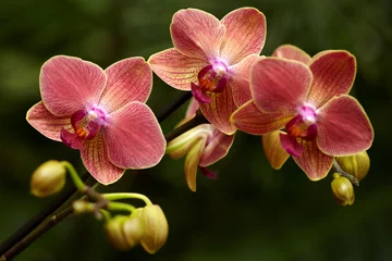 Keuken foto achterwand Orchidee Exotische orchidee