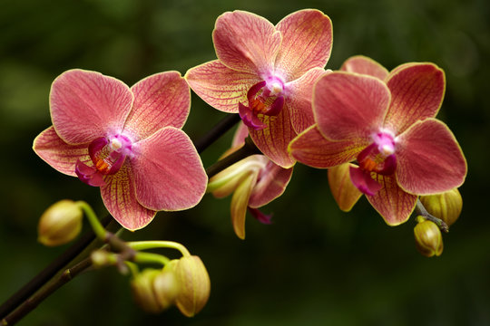 Fototapeta Exotic orchid