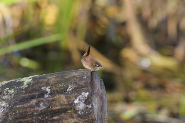 Wren (Troglodytes troglodytes)