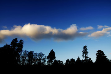 Silhouetted trees at dusk