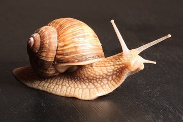 garden snail