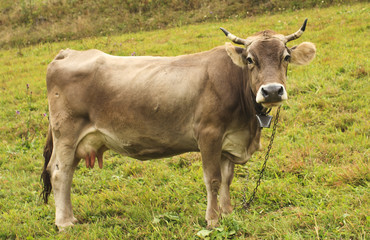 Cow with a bell