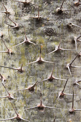 PFLANZEN_0365_pachypodium_geayi