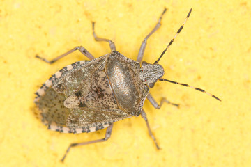 Rhaphigaster nebulosa / European stink bug extrem close-up