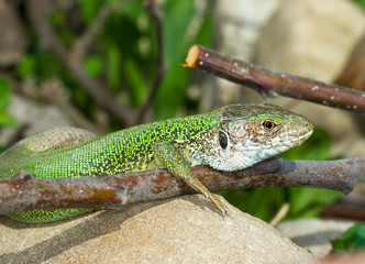 green lizard male resting on the rock / Lacerta viridis