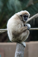 TIERE_0699_Affe_Weisshandgibbon