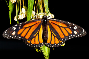 Monarch Butterfly (danaus plexippus) feeeding on flowers - obrazy, fototapety, plakaty