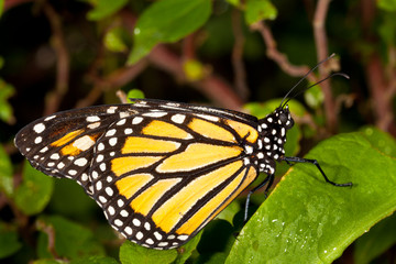 Monarch Butterfly (danaus plexippus) feeeding on flowers