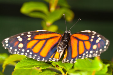 Fototapeta na wymiar Monarch Butterfly (Danaus plexippus) feeeding na kwiaty