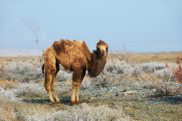 Small camel in the desert
