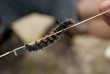 black caterpillar on blade of grass