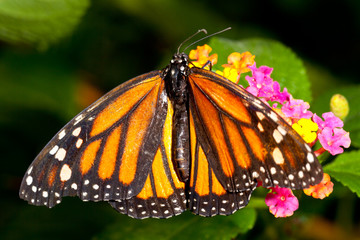 Monarch Butterfly (danaus plexippus) feeeding on flowers