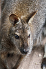 TIERE_0717_Bennettkaenguru