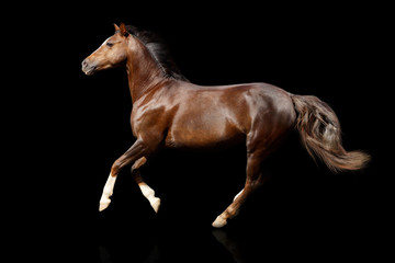 Fototapeta na wymiar koń wyizolowanych na czarny