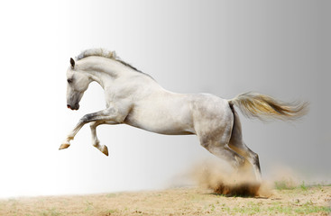 silver-white stallion