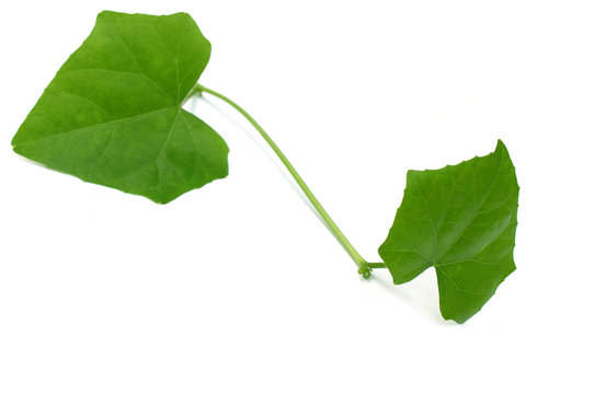 Coccinia Cordifolia Cogn or medicinal telakucha leaves