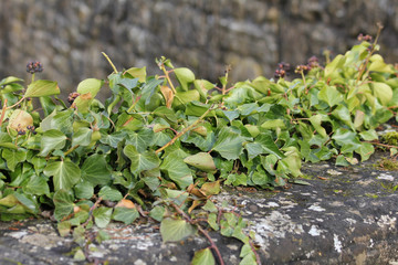 Efeu - Kletterpflanze