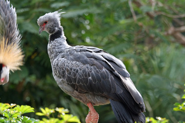 TIERE_0755_Halsband-Wehrvogel
