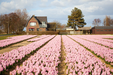Beautiful hyacinth field in Holland