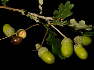 Eichblatt mit Eicheln