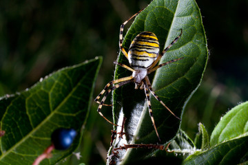 wasp spider  (Argiope bruennichi) in the foliage