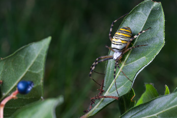 wasp spider  (Argiope bruennichi) in the foliage