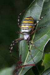 wasp spider  (Argiope bruennichi) in the foliage