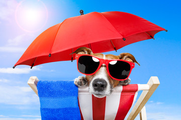 dog sunbathing on a deck chair