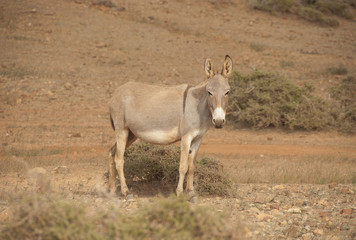 Naklejka premium Donkey. Socotra island, Yemen