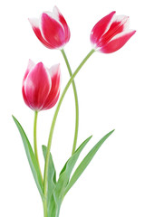 Bicolor Tulip Flowers