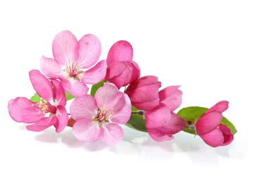 Fotobehang Red Cherry Blossom © Le Do