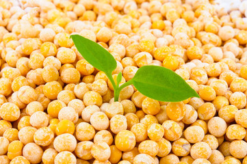 Dry peas for cooking