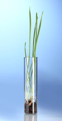 Green grass growing in tube on blue background