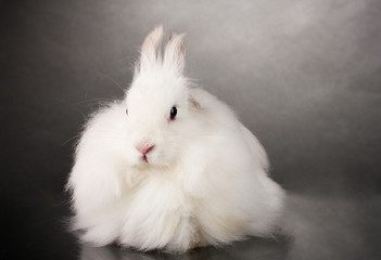 Fluffy white rabbit on grey background