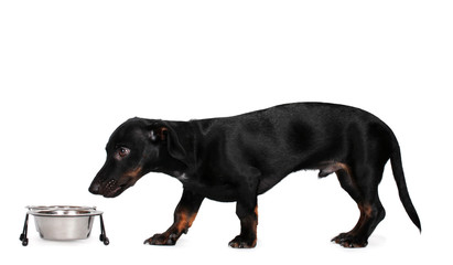 black little dachshund dog and food on gray background