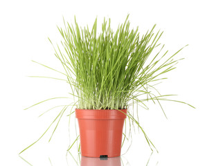 Green grass in flowerpot isolated on white