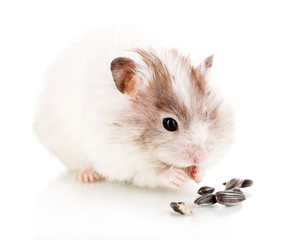 Cute hamster eating sunflower seeds isolated white