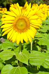 Obraz premium Sunflower