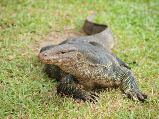 Closeup of monitor lizard - Varanus on green grass focus on the