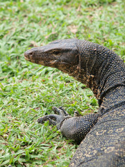 Closeup of monitor lizard - Varanus on green grass focus on the