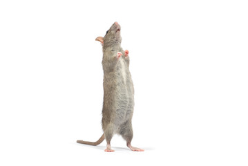 rat