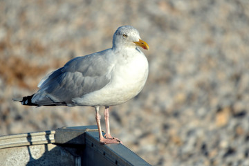 Closeup herring gull (Larus argentatus) on grey background