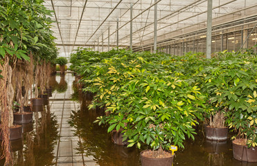 Schefflera plants in a hydroculture nursery