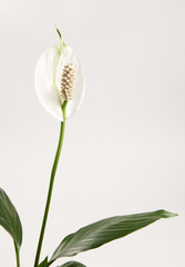 Spathiphyllum (peace lily) flower and leaf