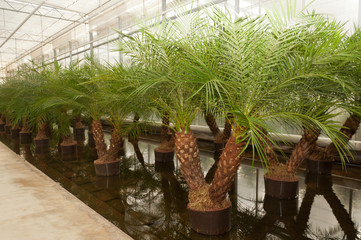 Various houseplants in a hydroculture plant nursery