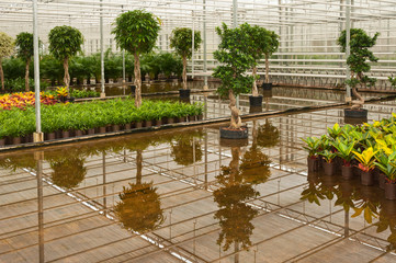 Fototapeta na wymiar Różne rośliny doniczkowe w szkółce roślin hydroponicznych