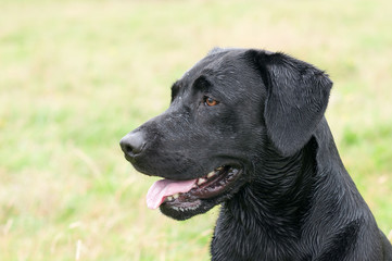 Labrador Head
