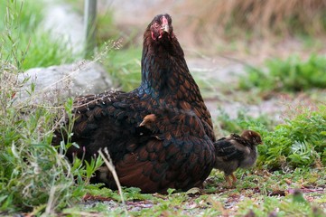 Mother Hen