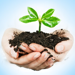 Small plant growing